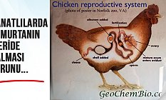 Kanatlıların Yumurtasının İçeride Kalması Nedir?
