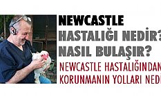 Newcastle Hastalığı Nedir, Nasıl Bulaşır?