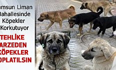 Samsun Liman Mahallesinde Köpekler Korkutuyor
