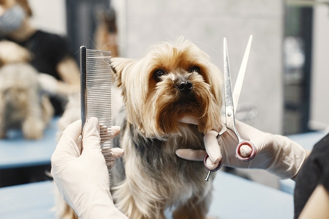 Köpekler Neden Taranmalıdır